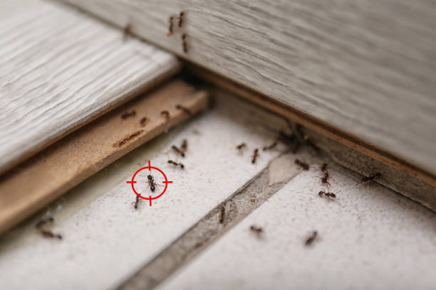 Insect Control in Luverne, AL